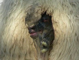 Lamb #4 makes an entrance Lamb #4 makes an entrance