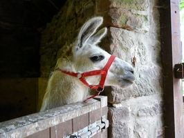 Charlie on his first day with us Charlie on his first day with us