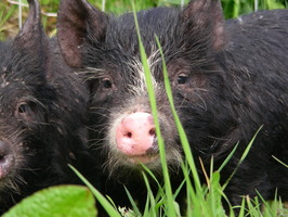Grant tries to look thoughtful Grant tries to look thoughtful