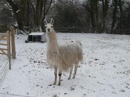 Charlie in the snow Charlie in the snow