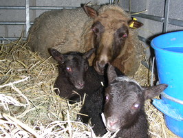 Nellie's family Nellie's family