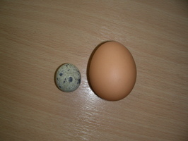 Quail egg compared to a hen egg Quail egg compared to a hen egg