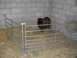 Number 27 looking a little confused Number 27 looking a little confused