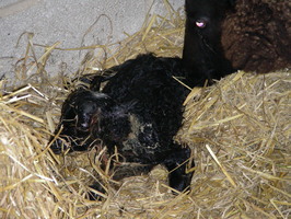 Lamb#1 seconds after being born Lamb#1 seconds after being born