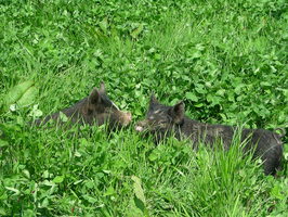 Grant and Phil are in clover Grant and Phil are in clover