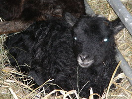 Lamb #1 relaxing Lamb #1 relaxing