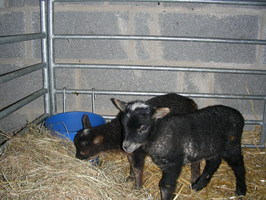 Lamb #1+#2 looking pretty cute Lamb #1+#2 looking pretty cute