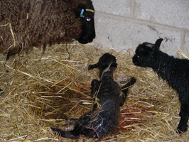 The happy family The happy family