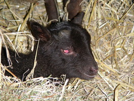 Nellie's boy Nellie's boy