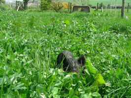 Phil feels like a little pig in a very big world Phil feels like a little pig in a very big world