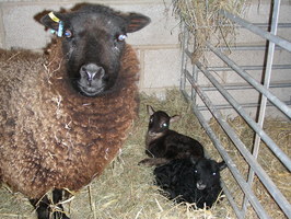 The happy family The happy family