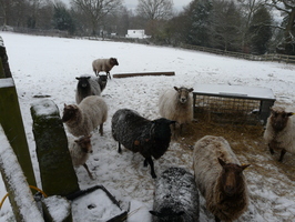 Hungry sheep in the snow Hungry sheep in the snow