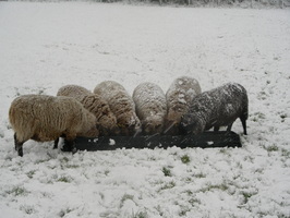 Happy, less hungry, sheep Happy, less hungry, sheep