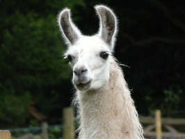 Looking alert Looking alert