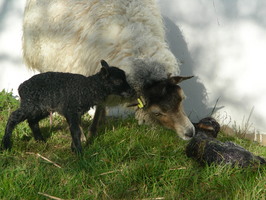 Lamb #4 seconds after birth Lamb #4 seconds after birth