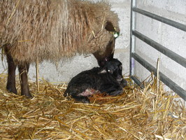 Tufty restarts the lengthy licking process on #6 Tufty restarts the lengthy licking process on #6