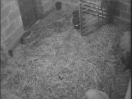 A lambcam shot from last year A lambcam shot from last year