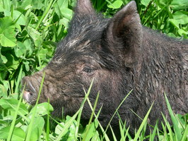 Phil hogs the limelight again Phil hogs the limelight again
