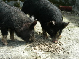 Phil and Grant pig out Phil and Grant pig out