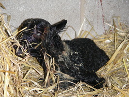 Lamb#1 seconds after being born Lamb#1 seconds after being born