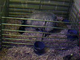 Lamb#1 seconds after being born (lambcam view) Lamb#1 seconds after being born (lambcam view)