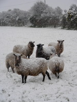 Sheep in the snow Sheep in the snow
