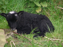 Sawyer (aka #27.1) Sawyer (aka #27.1)