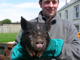 Rich bonds with 'his' pig Phil Rich bonds with 'his' pig Phil