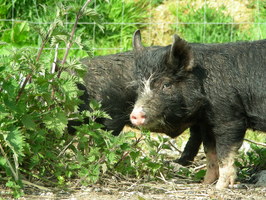Grant is so hard he can even eat stinging nettles Grant is so hard he can even eat stinging nettles