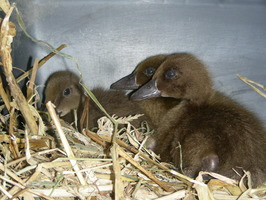 Milly,Molly,Mandy Milly,Molly,Mandy