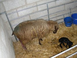 Tufty wonders what the heck is this? Tufty wonders what the heck is this?