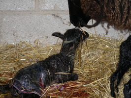 Lamb#2 seconds after being born Lamb#2 seconds after being born