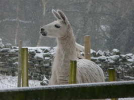 Charlie in the snow Charlie in the snow