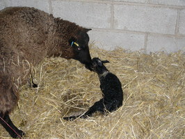 Number 27 starts the clean up operation Number 27 starts the clean up operation