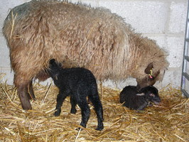 The new family unit The new family unit